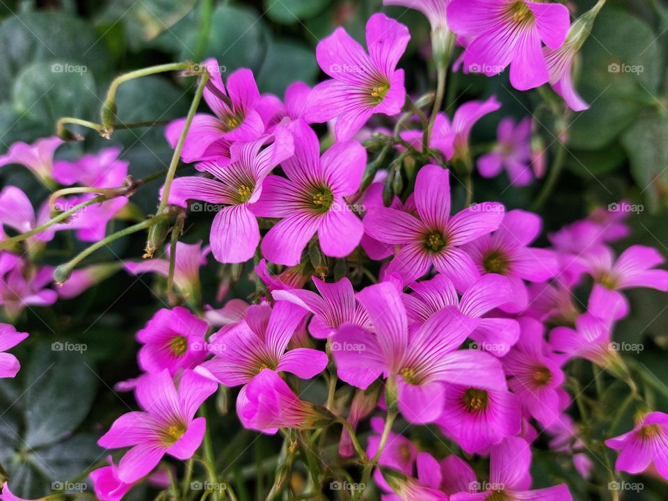 Pink Oxalis flowers in the Spring