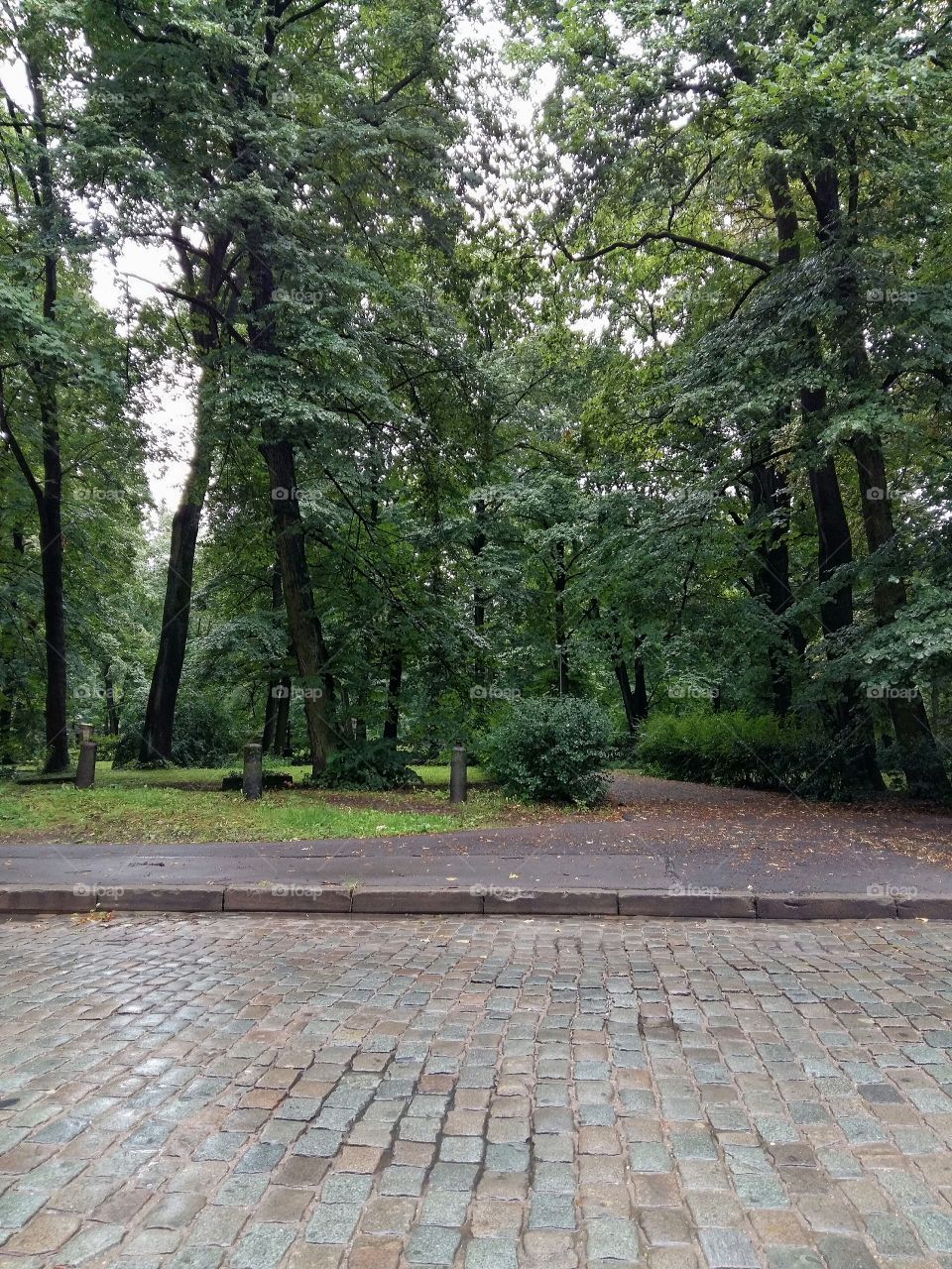 Park view with old big trees