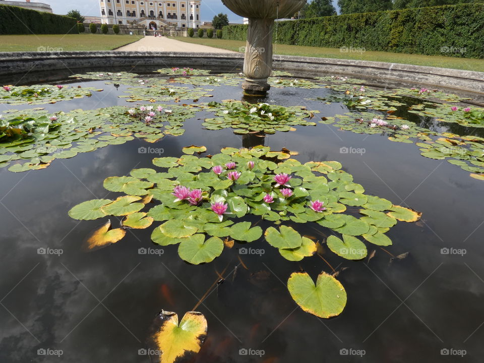 Fountain full of Waterlily
