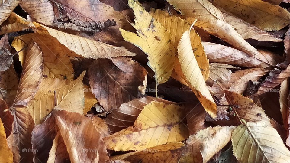 Cuando caen las hojas se respira otoño