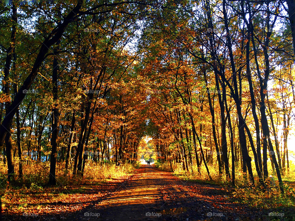 Two tiny human walking at the end of the road through the golden autumn forest at sunset 