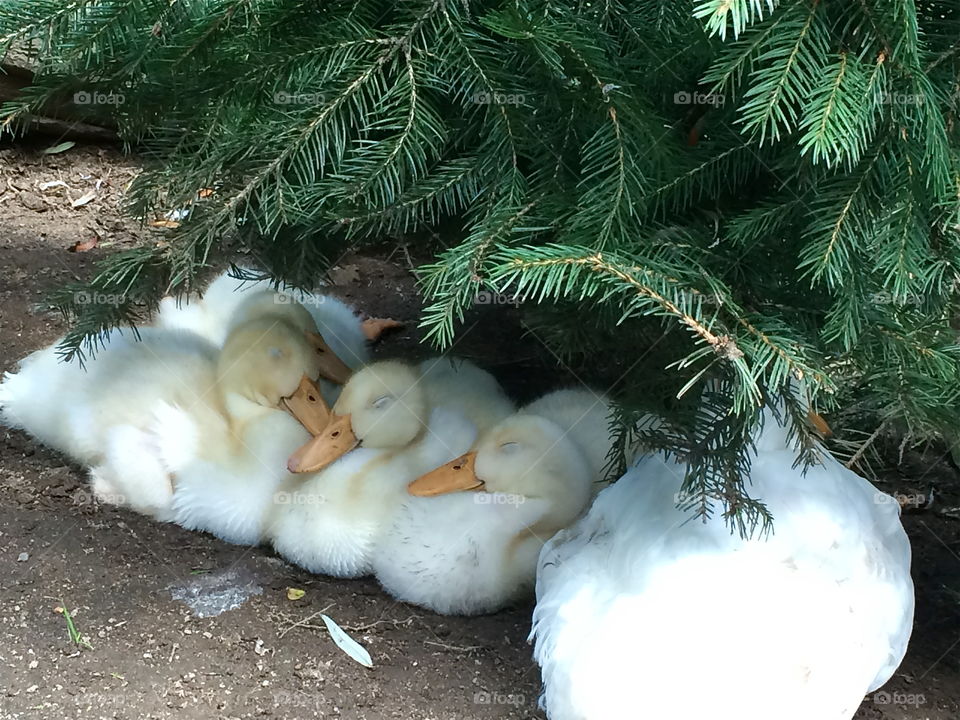 Cuddle Ducks