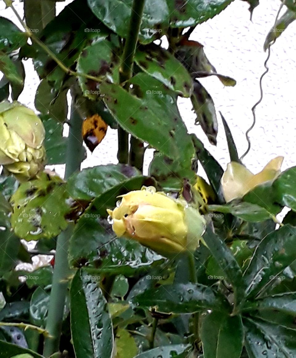 passion fruit  with rain drops by white wall