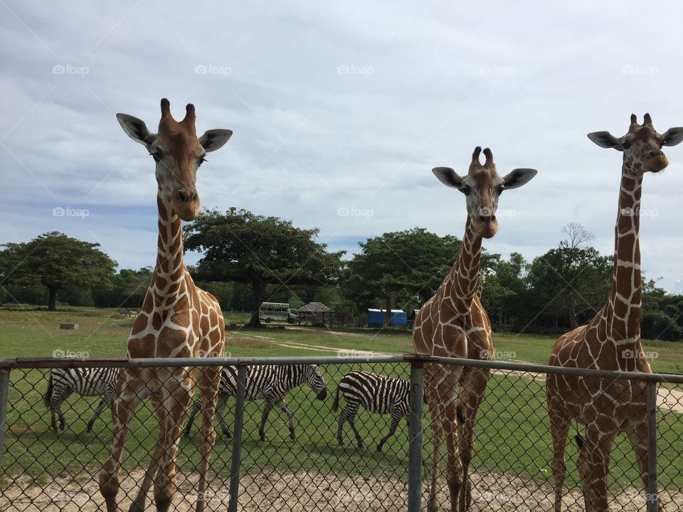 Giraffe in safari