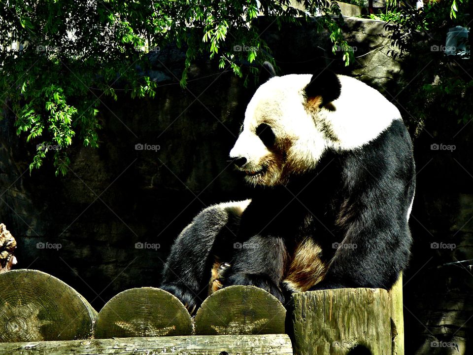Panda Zoo Atlanta