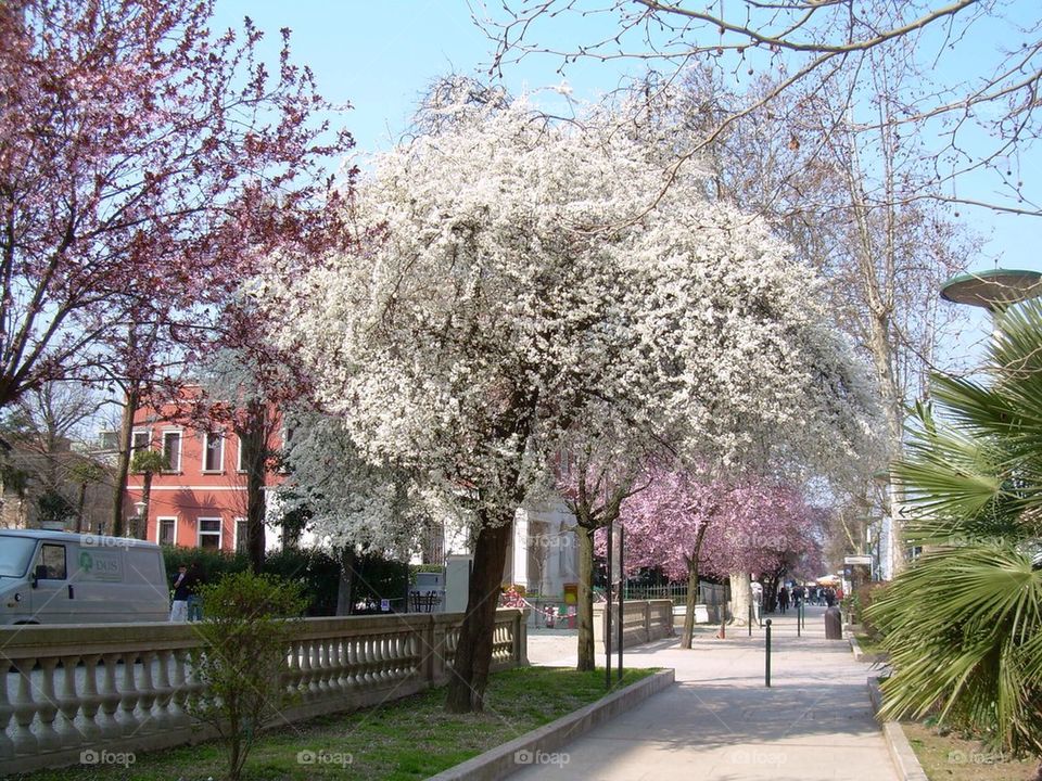 Spring in Venice 