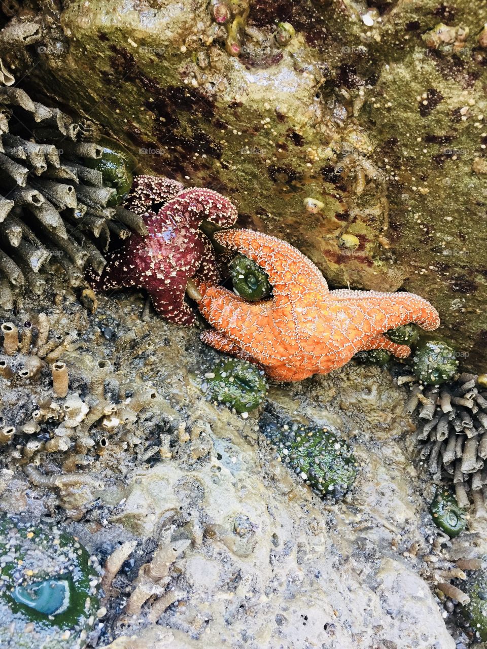 Colorful starfish in tide pools