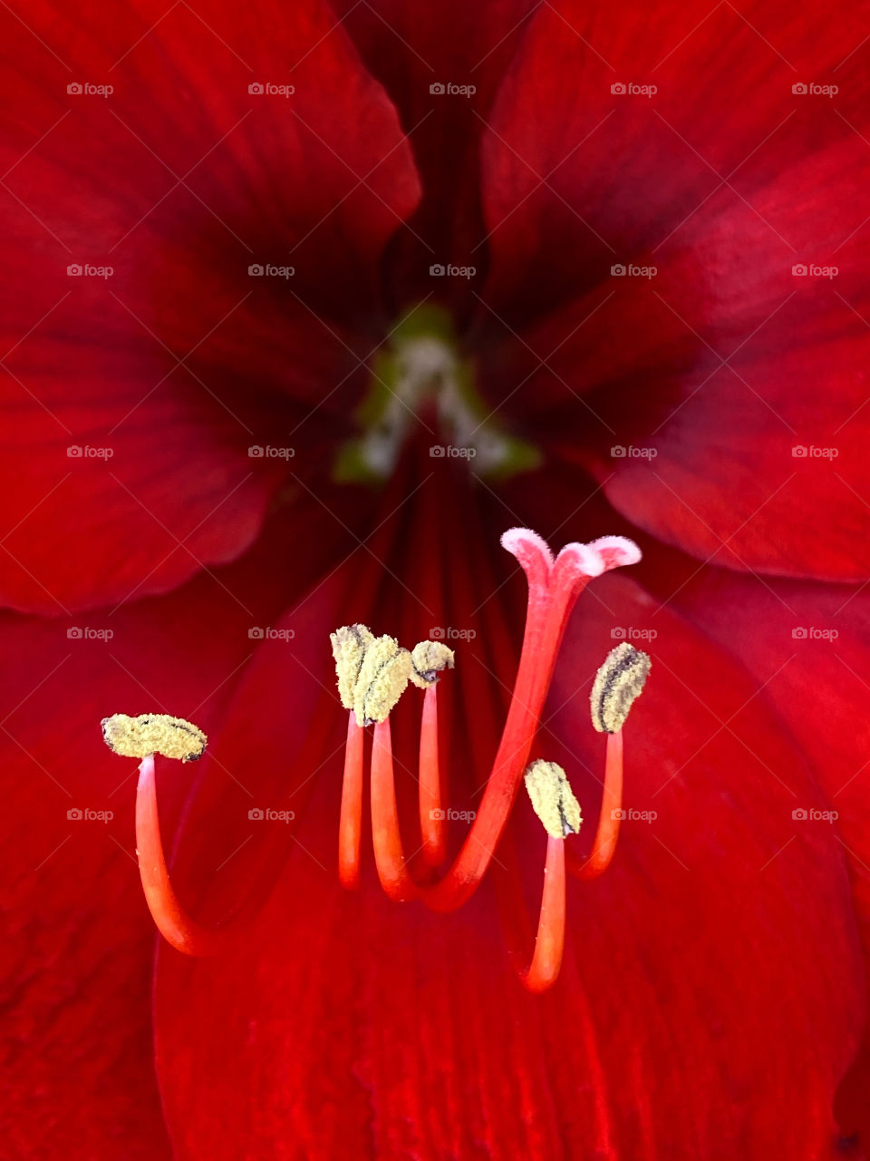Stamens, anthers and pistil of a red amaryllis flower