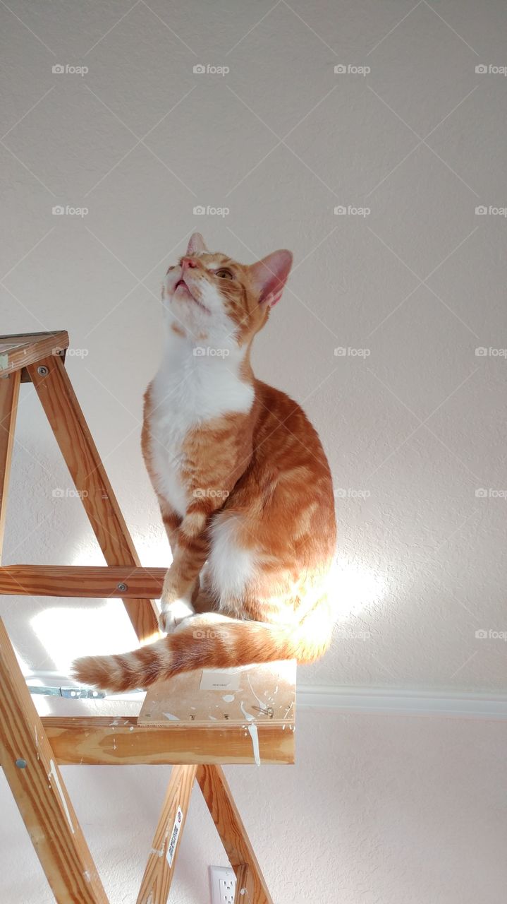 Cat on wooden ladder