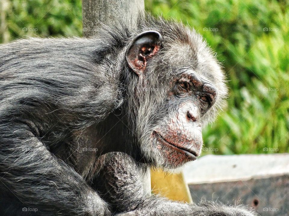 Curious Chimp