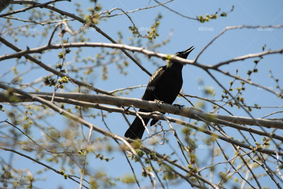 Crow in tree