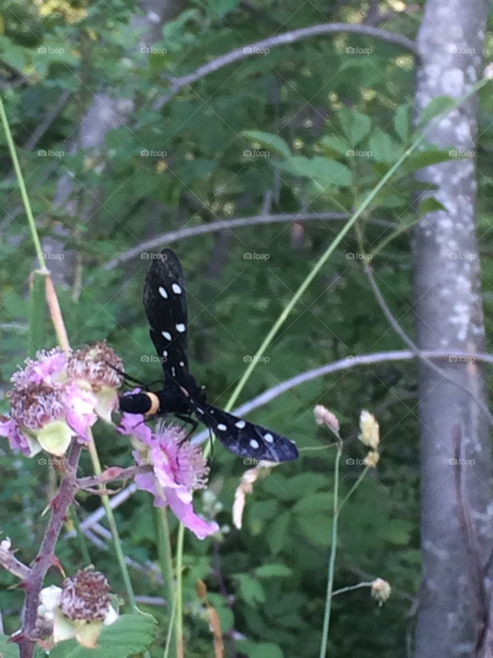 Interesting butterfly 