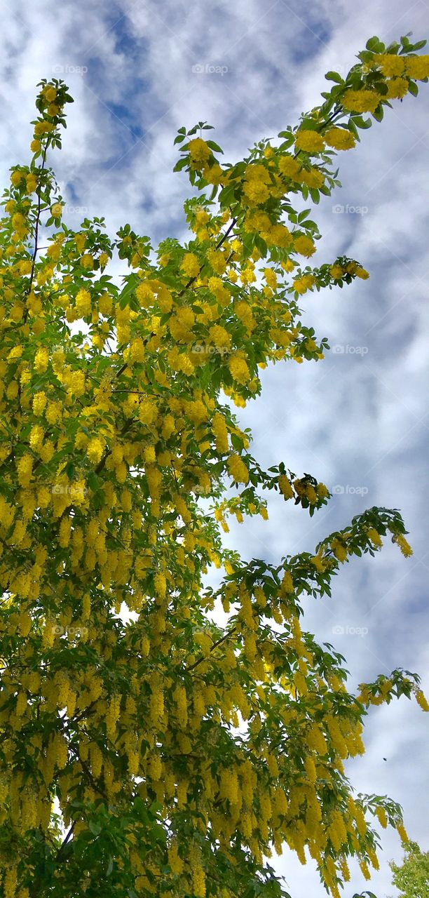 laburnum