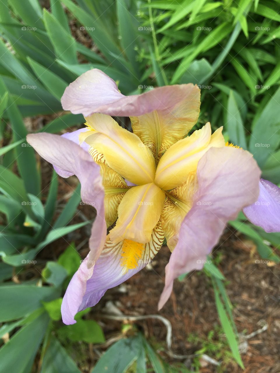 Yellow and purple iris