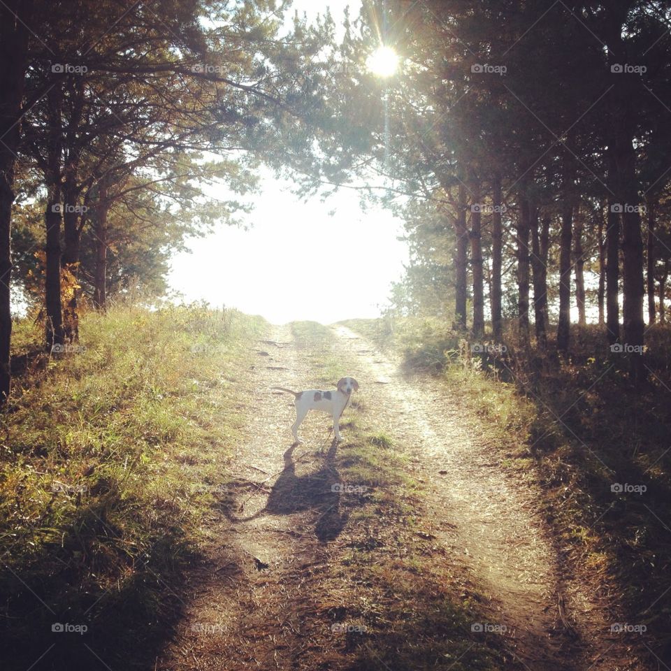 Come with me! Cute dog in the forest