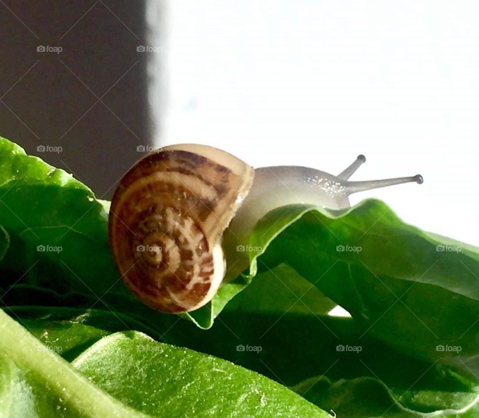 Close up on a snail going through my lettuce