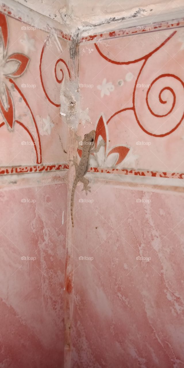 cicak cicak di dinding diam diam merayap