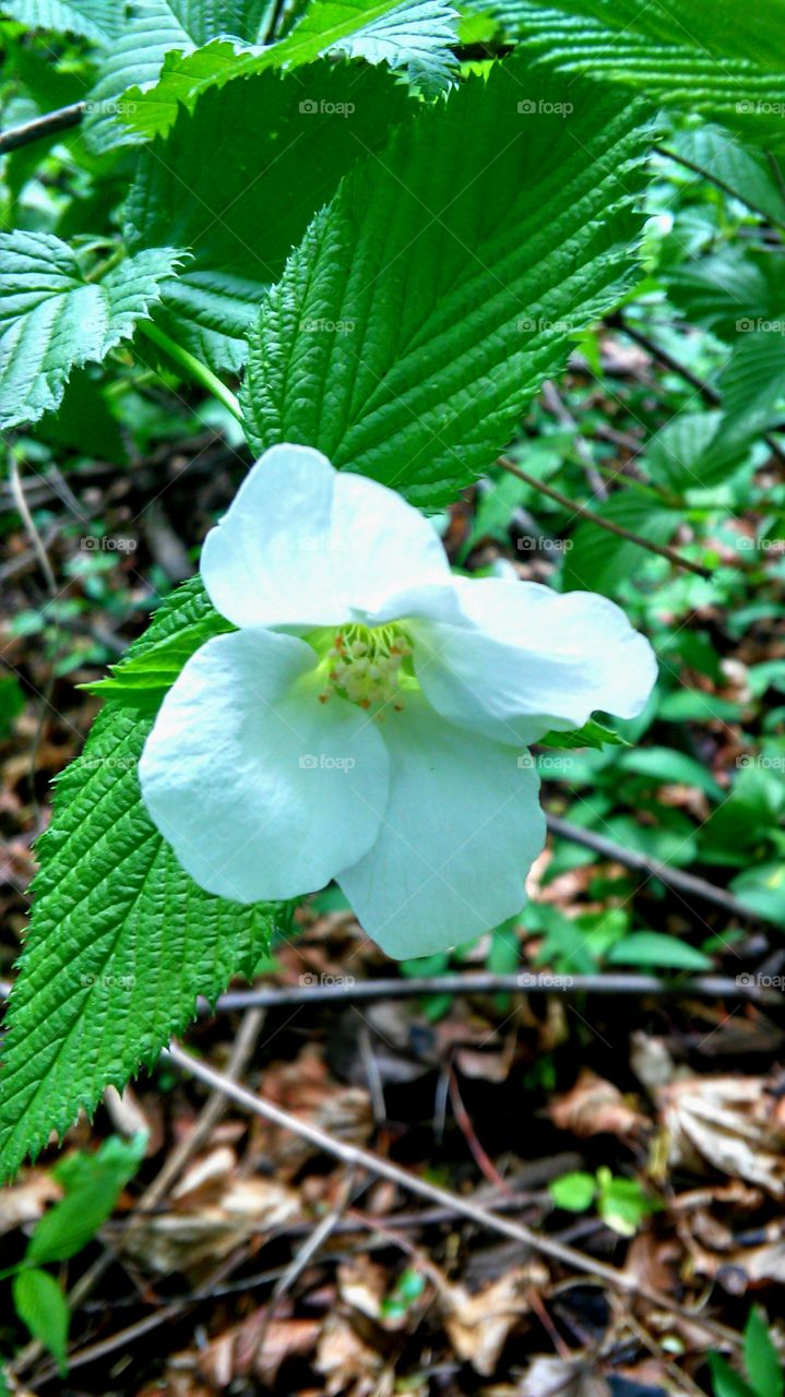 Leaf, Nature, Flora, Flower, No Person