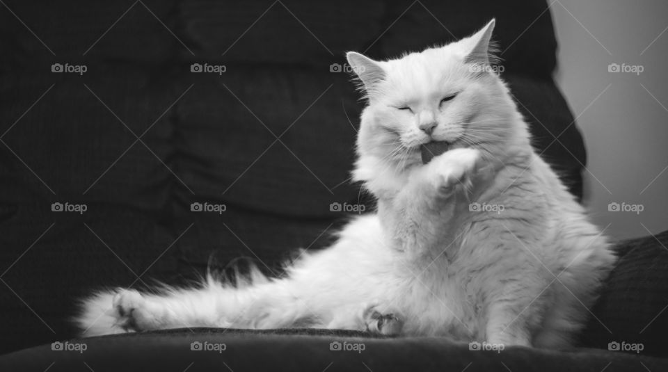 White Persian Cat sitting on Black Couch.