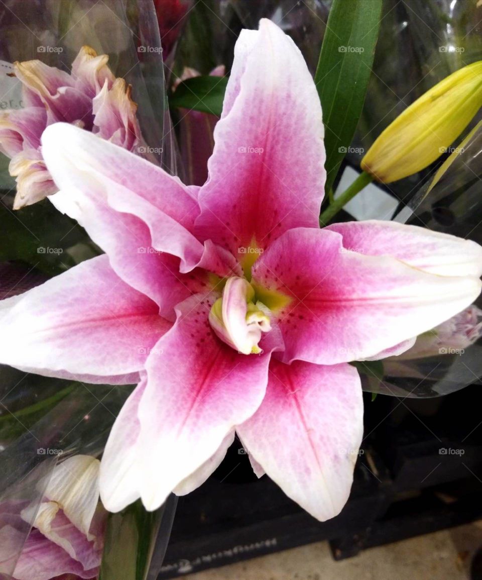 Pink Lily Flower in the market.