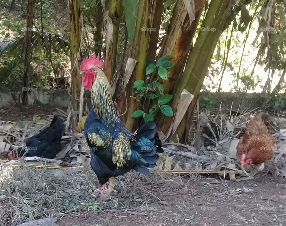 Um galo carijó pronto para ser o chefe do galinheiro! Ele é bravo e tem poucos amigos, mas é um bom galinho...