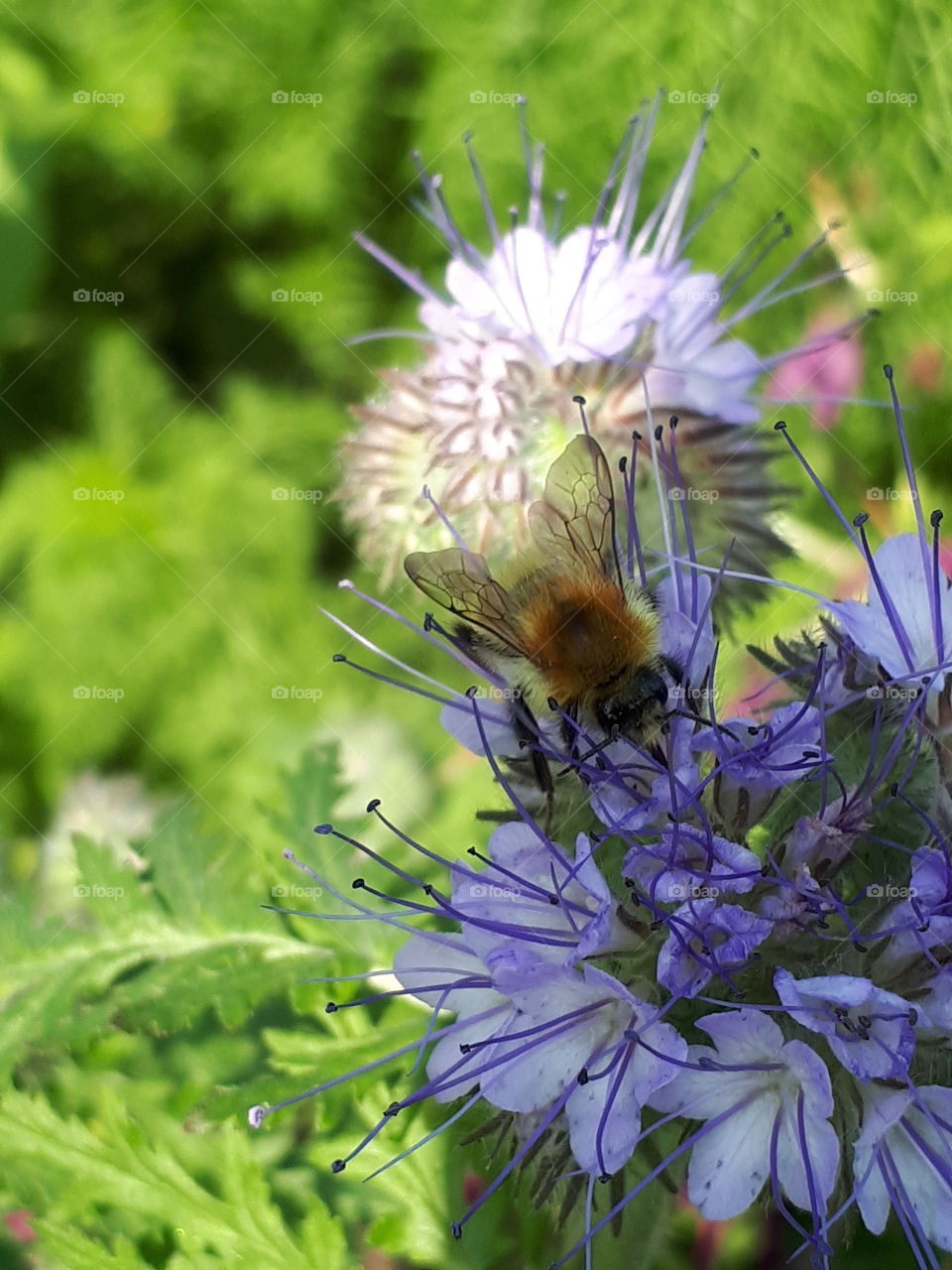 Bee Collecting Pollen