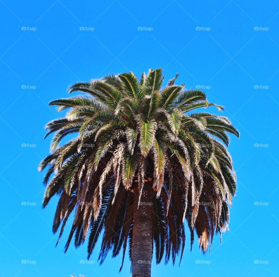 Palm trees forever . Summer vacation palm tree photo 