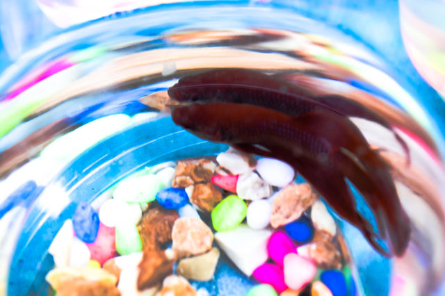 Fish