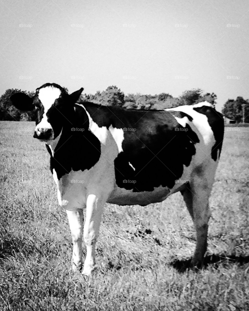 Cow in field