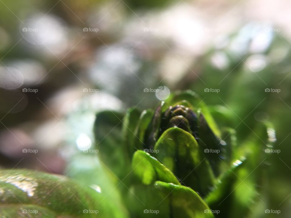 flower bud