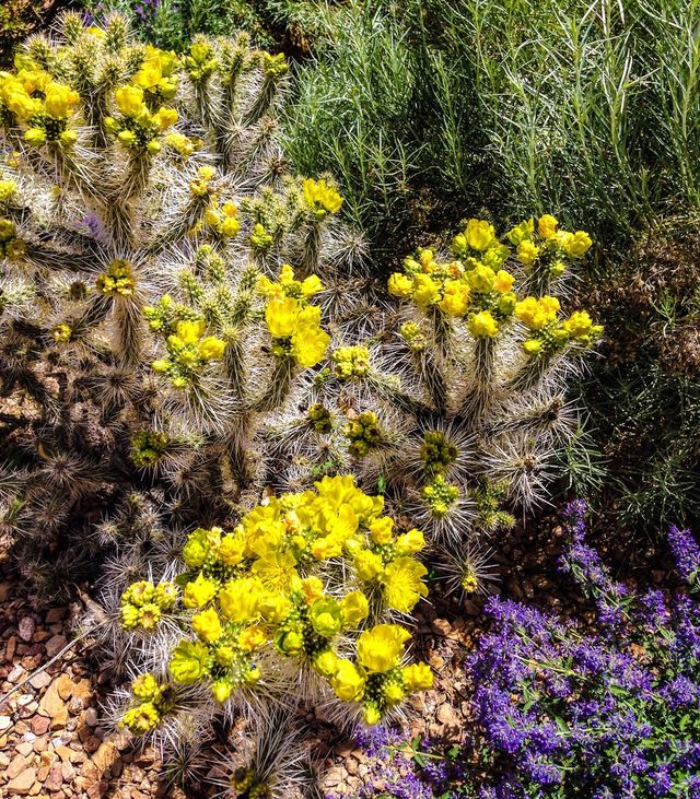Cactus blooms