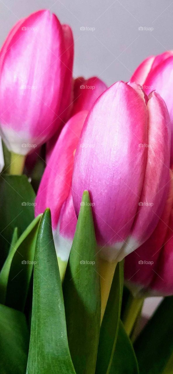 Tulips brighten the day