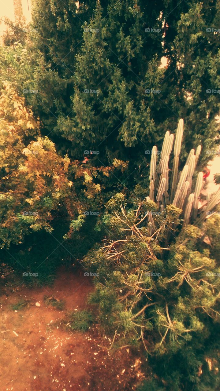 Up view of tropical landscape 
with tallest Evergreen,high cactus and
exotic green flora