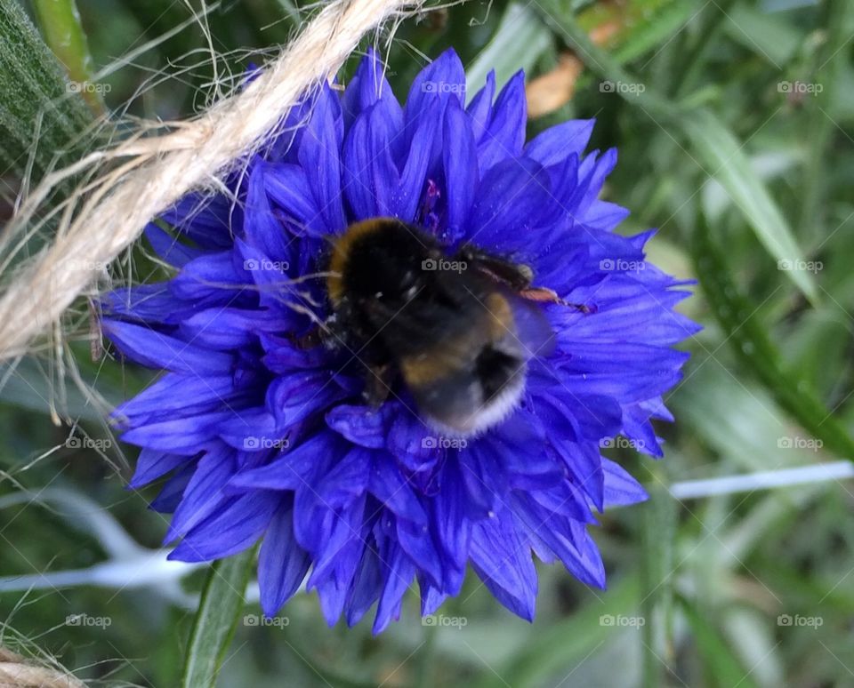 A bee has found its happy place on this stunning bright blue cornflower blooming in the summer garden.