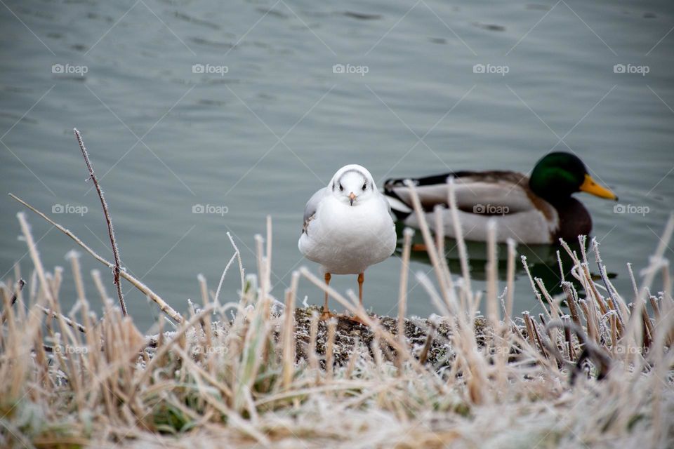Seagull Standing on the Shore in Winter