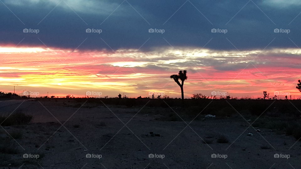 Joshua tree in the desert sunset