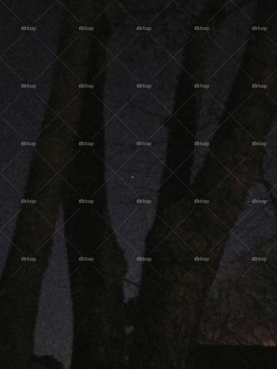 star between tree trunks