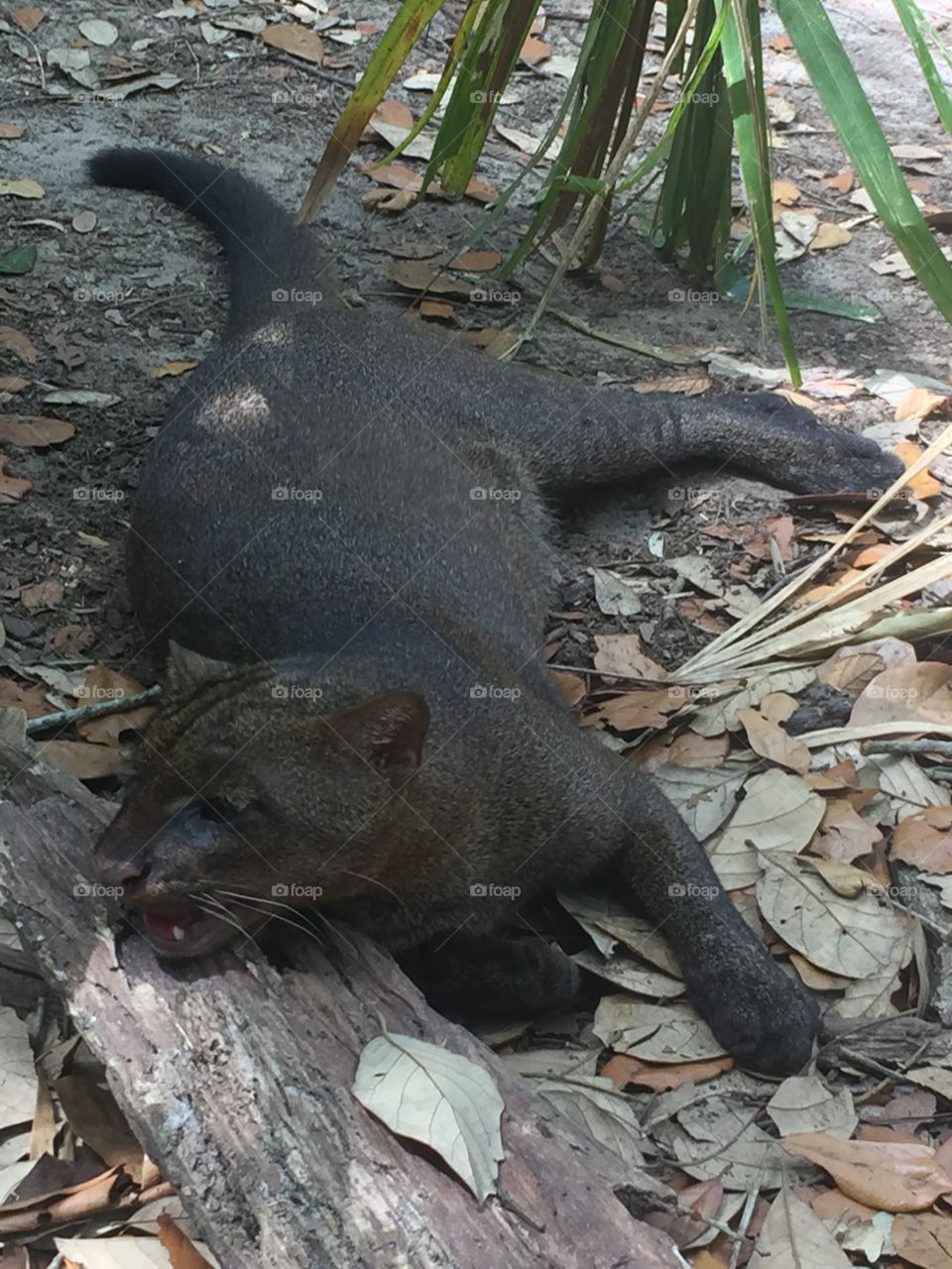 Young Jaguarundi in the Belize zoo