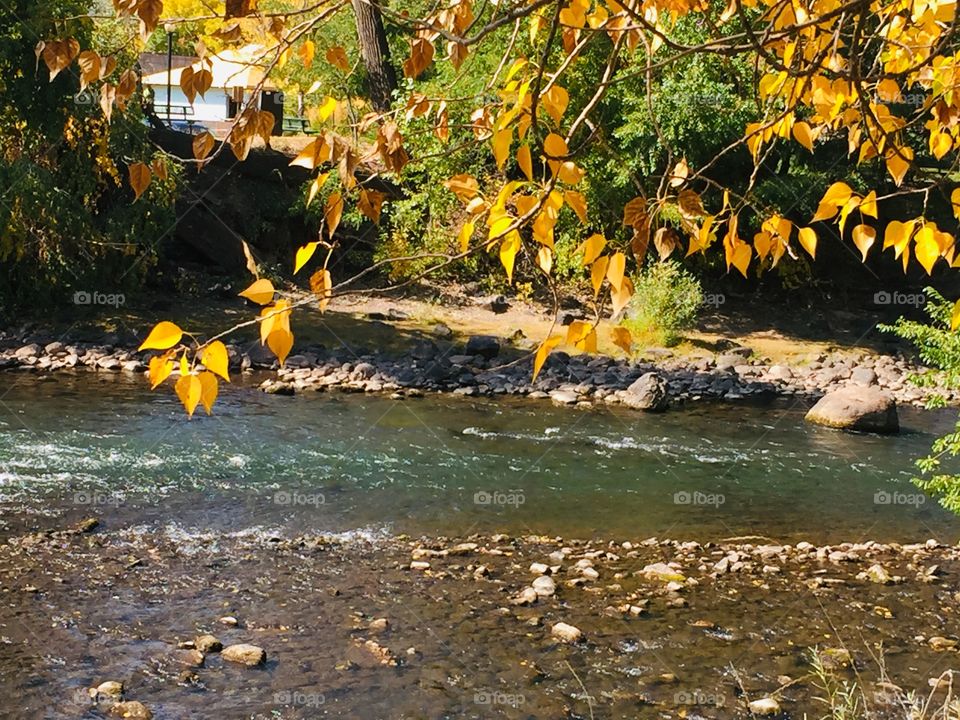 Leaves are falling from the trees.