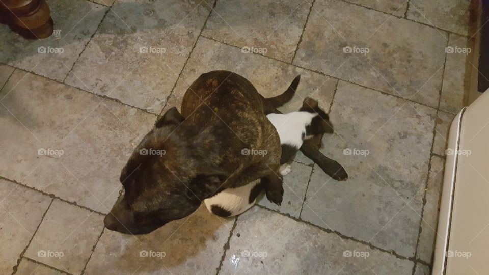staffie and jack russell