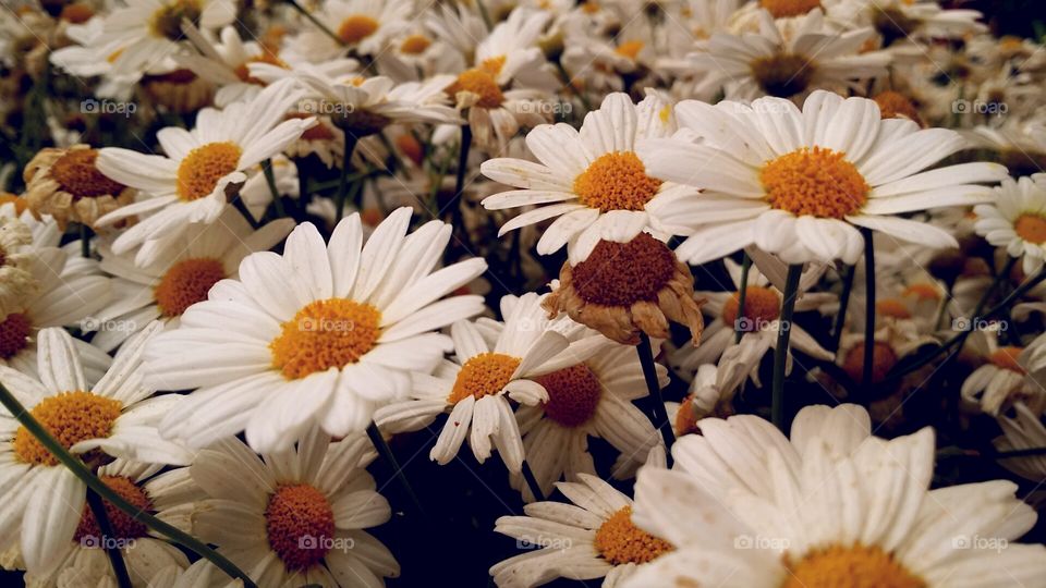 Daisies