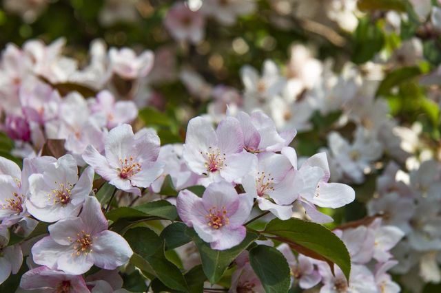 apple tree