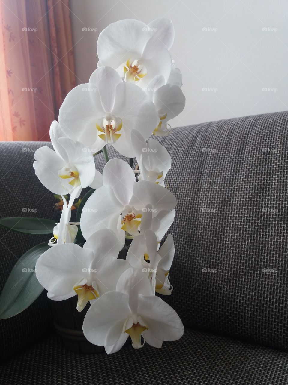 indoor plant, orchid