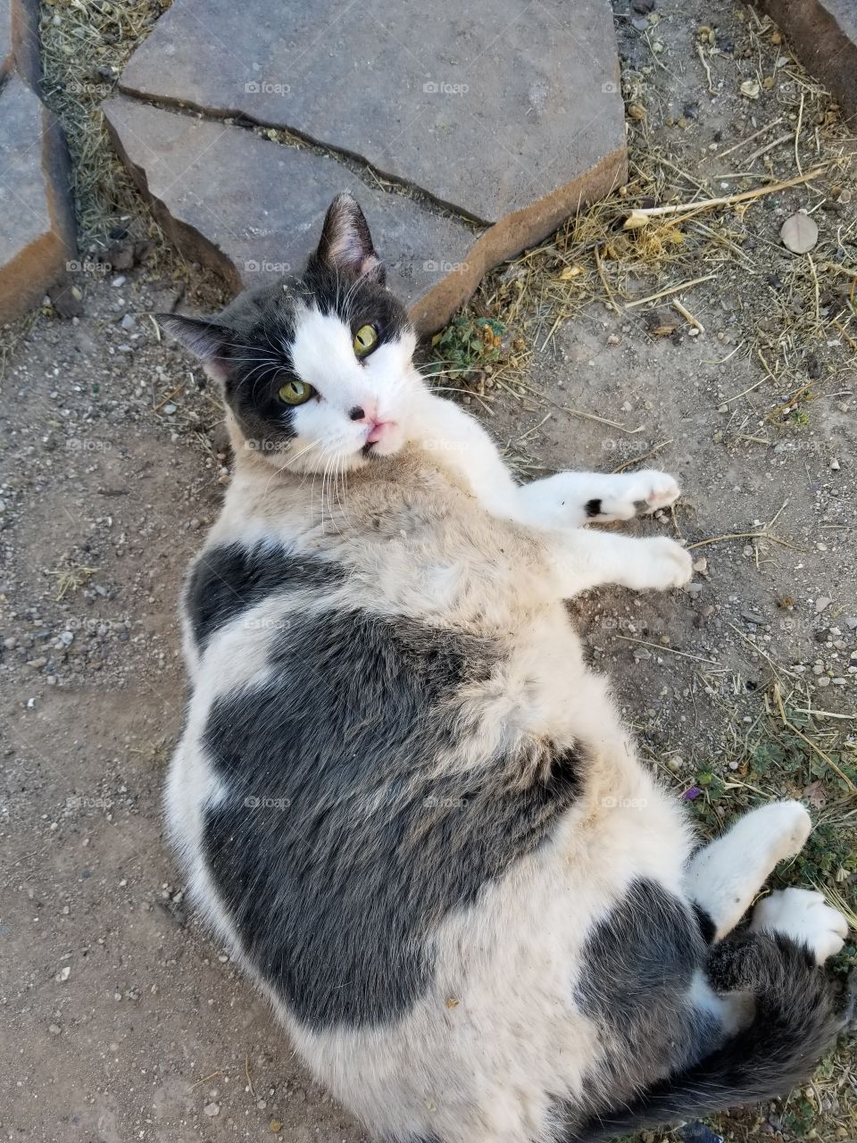 Dirty Fat Cat Sticking out Tongue