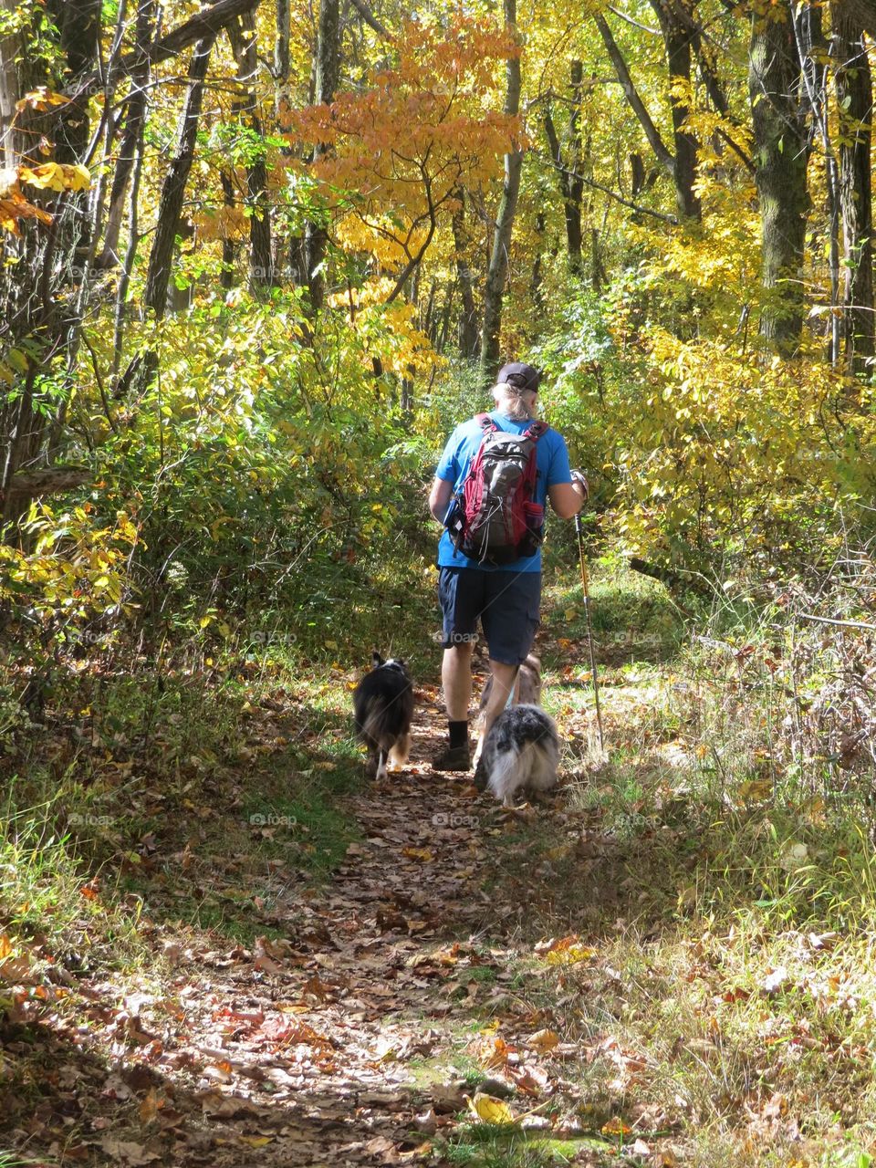 Walking dogs in the woods in Autumn 