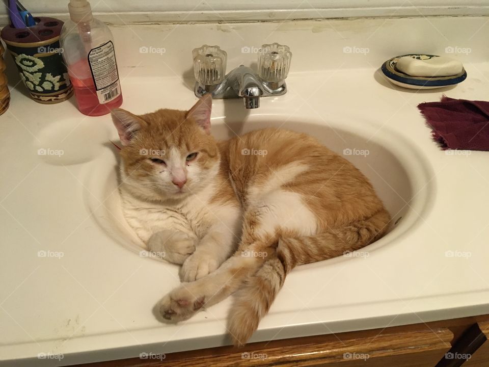 Sink n cat