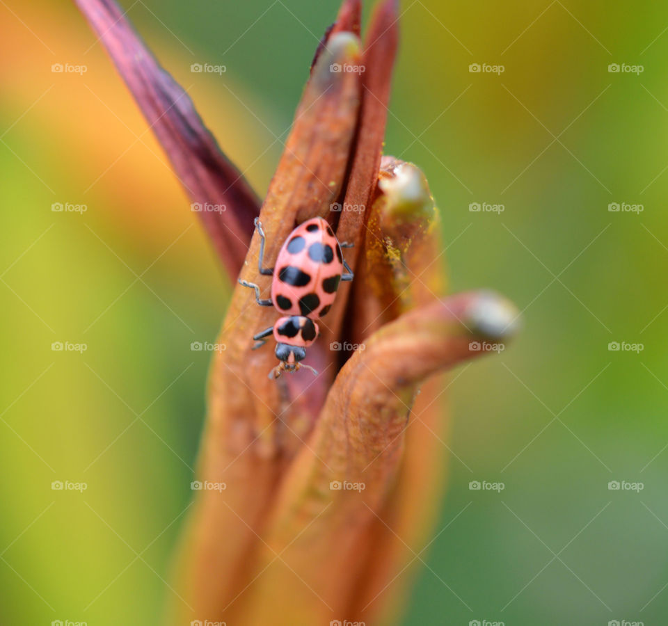 Ladybug on lily