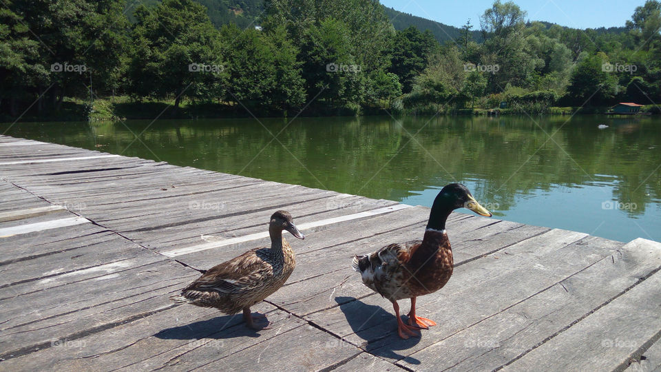 Ducks family walking, summer, lake