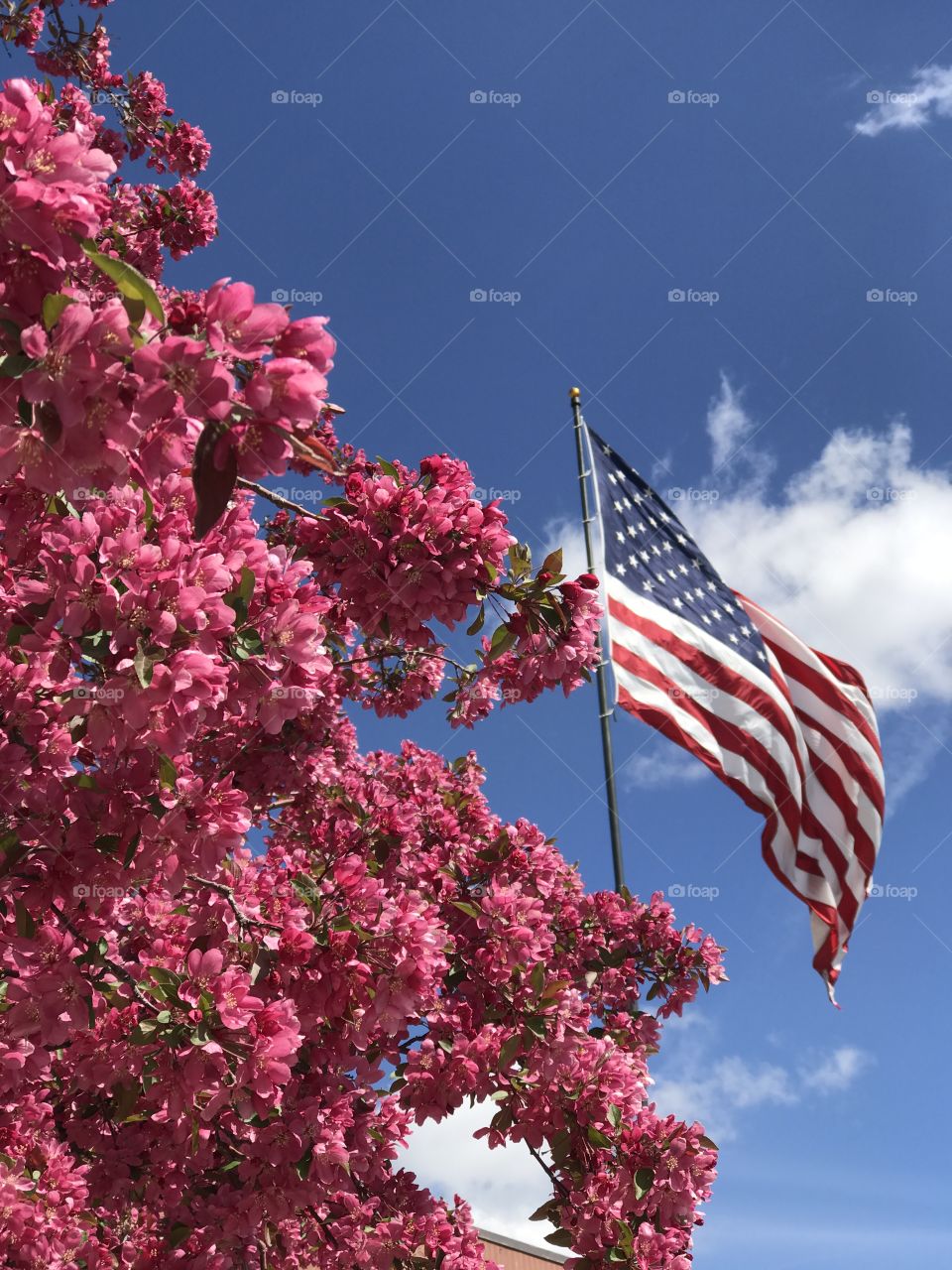 American Flag and Blossoms