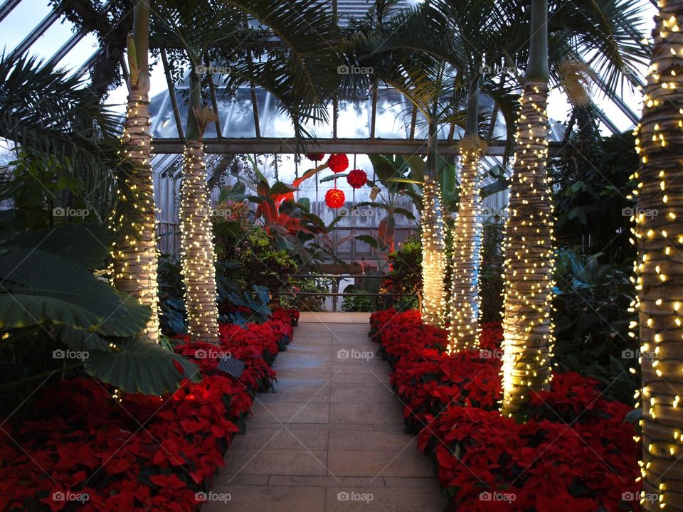 Poinsettias and Palms